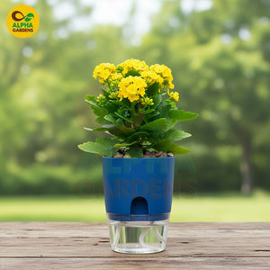 Blue  Self Watering Plant Pot 
