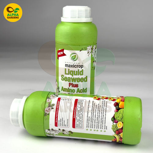 green-bottle-of-maxicrop-liquid-seaweed-plus-amino-acid-with-alpha-gardens-logo-on-a-gray-background