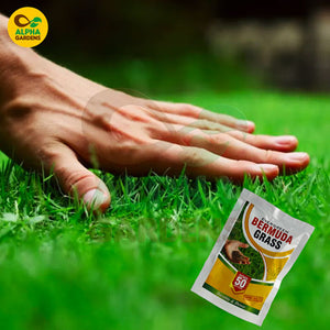 Hand holding a packet of Bermuda grass seed on green grass with Alpha Gardens logo.