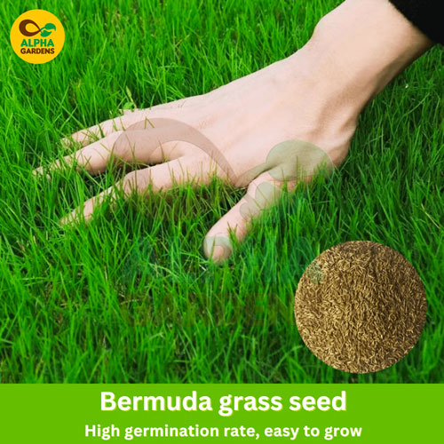hand-touching-grass-with-a-close-up-of-bermuda-grass-seed-branded-alpha-gardens
