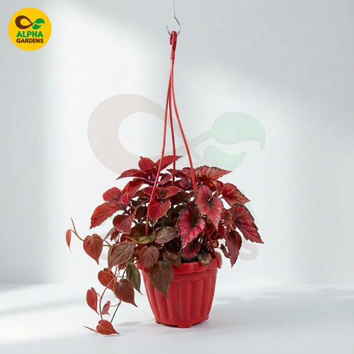 hanging-pot-hps1-red