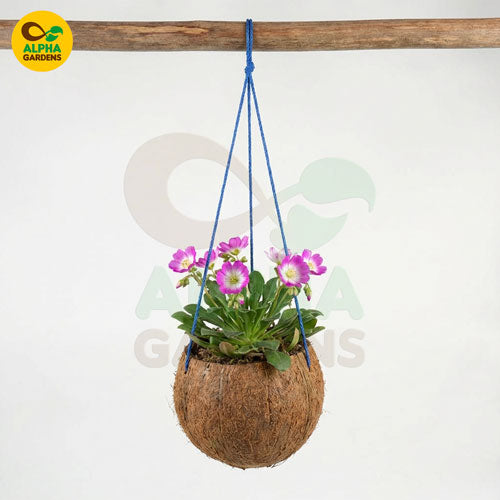hanging-plant-in-a-coconut-fiber-pot