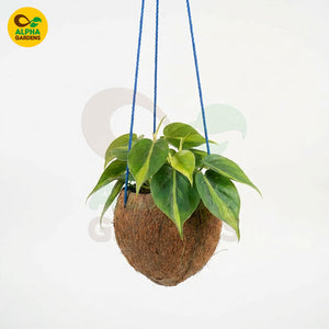 Hanging plant in a coconut shell pot 