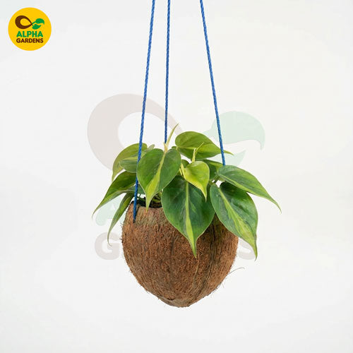 hanging-plant-in-a-coconut-shell-pot