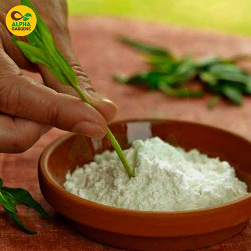hand-holding-a-green-leaf-over-a-bowl-of-white-powder-with-alpha-gardens-logo