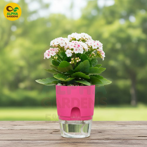 pink-self-watering-plant-pot