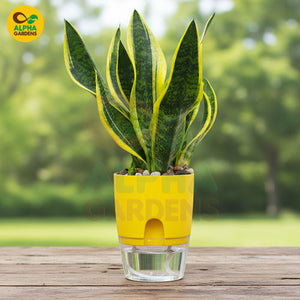 Self Watering Plant Pot 