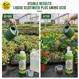 Before and after comparison of plants being watered with Alpha Gardens liquid seaweed and amino acid product.