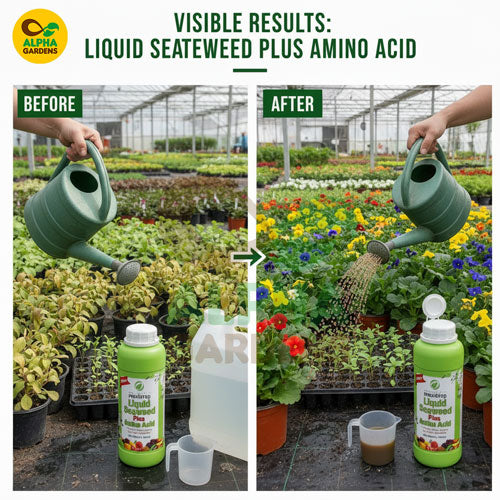 before-and-after-comparison-of-plants-being-watered-with-alpha-gardens-liquid-seaweed-and-amino-acid-product