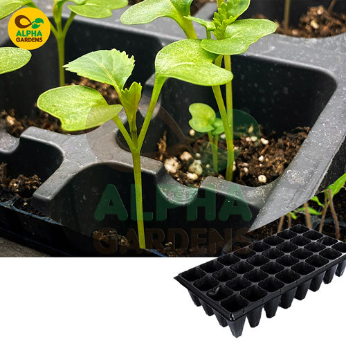 seedlings-in-a-black-plastic-tray-with-alpha-gardens-branding