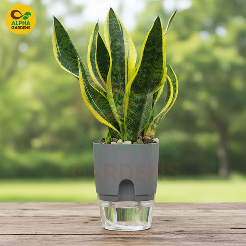 self-watering-plant-pot