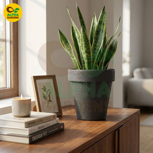 Textured Premium Plastic Planter Pot Gray for Indoor Plants