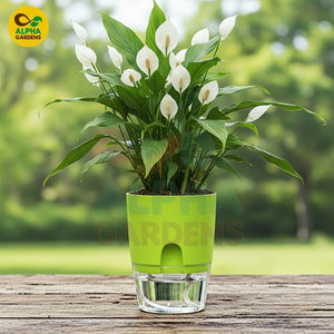 green Self Watering Plant Pot 