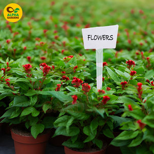 Potted plants with a 'Flowers' sign in a garden setting, branded 'Alpha Gardens'.