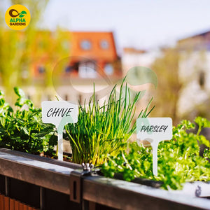 Herbs including chives and parsley with labeled markers in a garden setting, featuring Alpha Gardens branding.
